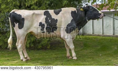 Bull-producer In The Show Rack. Images For The Agricultural Catalog. Production Of Sperm For Insemin