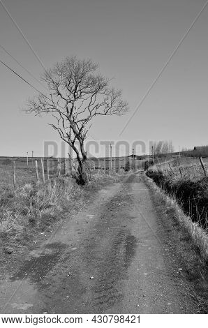 Monochrome Image Of A Rural Scene With A Single Spring Tree Next To A Narrow Country Lane Surrounded