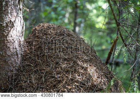 Anthill. House Of Ants Near A Tree Trunk In The Forest.