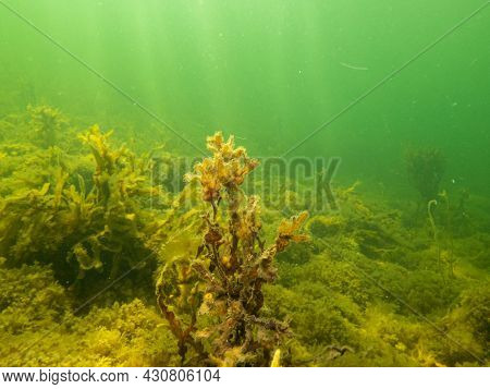 Closeup Of Fucus Vesiculosus, Common Names Bladderwrack, Black Tang, Rockweed, Bladder Fucus, Sea Oa
