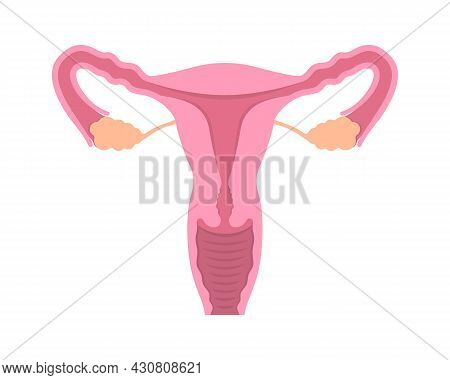 Cut-away View Of Female Human Reproductive System On White Background