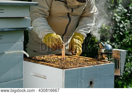 Varroa Mite Control. Varroa Destructor. How To Treat Bees From Varroa Mite. The Beekeeper Treats The