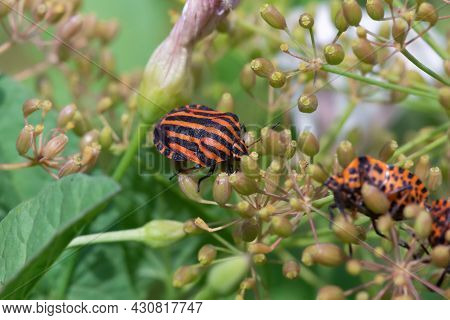 Striped Beetle 