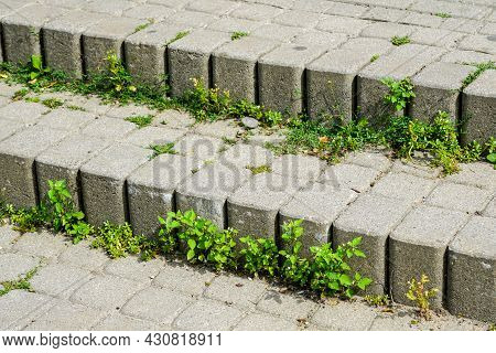 Weeds Grow Among The Cobblestones Due To An Improperly Prepared Foundation