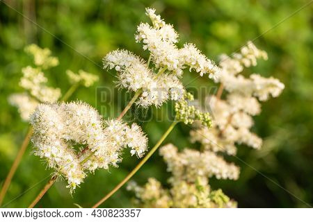 Close Up Of A Meadowsweet (filipendula Ulmaria) Flowers In Bloom