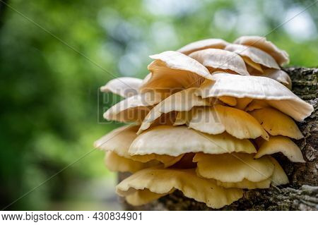 White Oyster Mushrooms Growing On A Decaying Log In A Forest