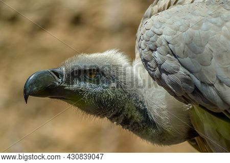 Portrait Of An Isolated Cape Vulture In A Zoo In Africa