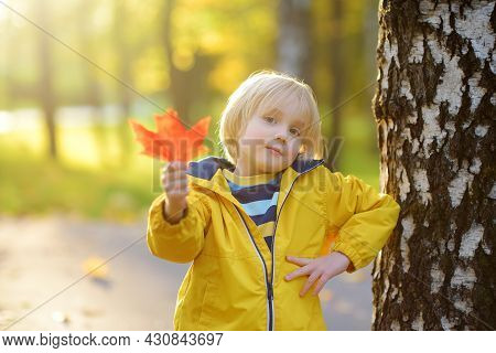 Little Boy Having Fun During Stroll In The Public Park Birch Trees At Sunny Autumn Day. Active Famil