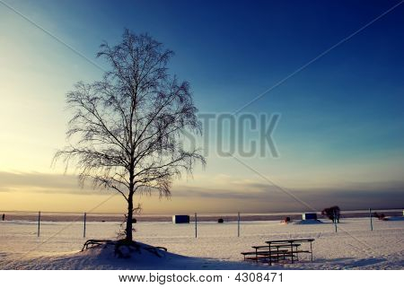 alleine Baum im Feld Schnee