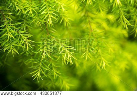 Melaleuca Bracteata- White Cloud Tree Close-up View