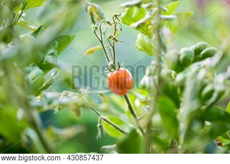 Fresh Unripe Red Tomatoes Growing In Farm. Red Cocktail Size Tomato Growing On Tree. Tomatoes Hangin