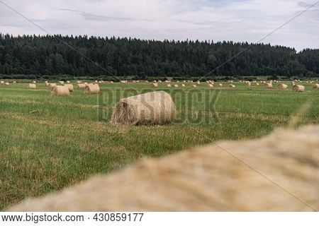Haymows In The Field On Summer Day. Karelia Region, Russia