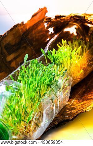 Young Green Plants In Plastic Bottle On Tree Bark. Ecology And Environmental Conversation. Earth Day
