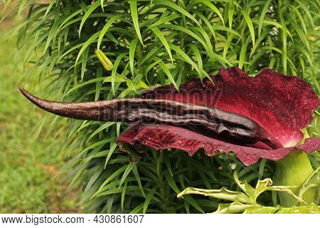 Dragon Arum - Dracunculus Vulgaris Or Dragon Lily