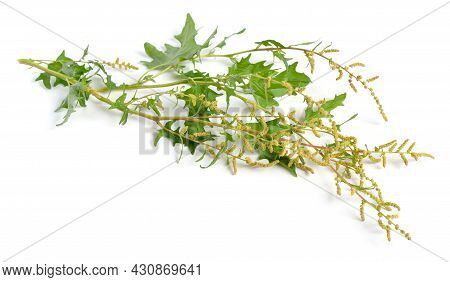 Atriplex Tatarica Is A Species Of Plant Belonging To The Family Amaranthaceae.