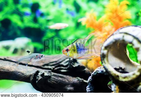Blue Ballon Ram Fish (microgeophagus Ramirezi) And Other Fishes Swimming In The Aquarium