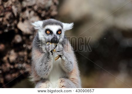 Jamajský Lemur (lemur Kata) jíst ovoce