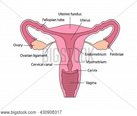 Cut-away View Of Female Human Reproductive System With Organs Descriptions On White Background