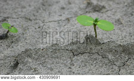Sunflower Sprout, Green Leaves, Closeup. Giving Life, A Small Green Sprout In The Ground. Soil With 