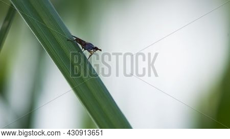 Tephritidae. Tephritis Bardanae Gall Fly. Fly In The Family Tephritidae, Responsible For Galls On Bu