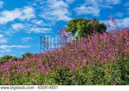 Landscape In The Dunes Near Hirtshals In Denmark.