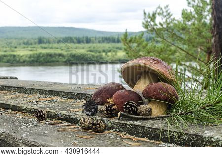 Large Mushrooms With A Brown Cap And Pine Cones On A Wooden Table Against The Background Of A Forest