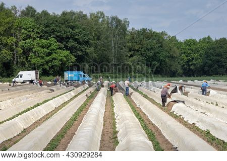 Lottum, The Netherlands - June 19, 2021: Asparagus Cultivation With Seasonal Workers Busy With Harve