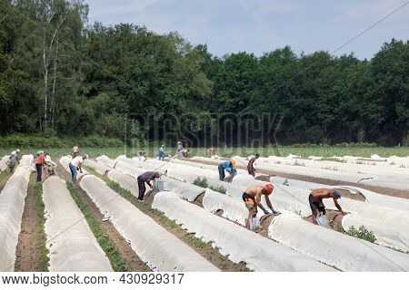 Lottum, The Netherlands - June 19, 2021: Asparagus Cultivation With Seasonal Workers Busy With Harve