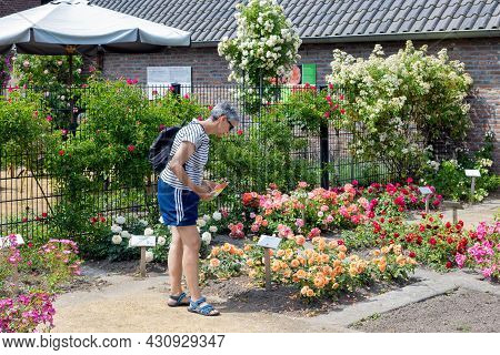 Lottum, The Netherlands - June 19, 2021: Woman Wondering Beautiful Roses In Public Garden