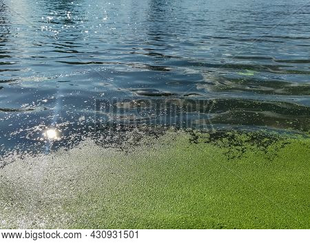 The Water Surface Of The Reservoir With Green Algae Near The Shore And The Reflection Of The Sun's R
