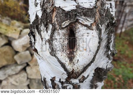 Hollow Of Old Birch Oval Vertical Shape Close-up On A Sunny Day