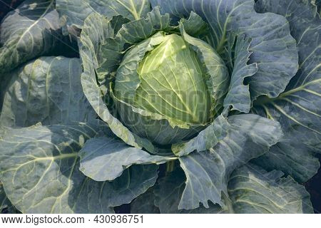 Green Cabbage Head, Top View. Green Cabbage Head In Field. Gardening Cabbage Background In Open Grou