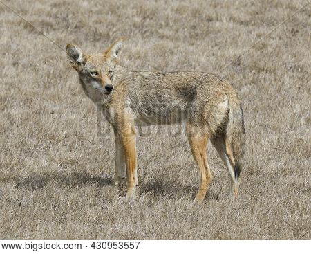 Adult Coyote In Camouflage. Milagra Ridge, San Mateo County, California, Usa.