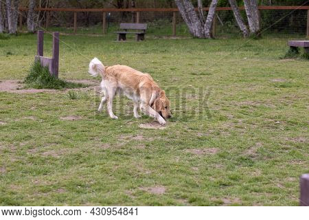 Golden Labridor Retriever Lowering Its Head To Smell The Grass