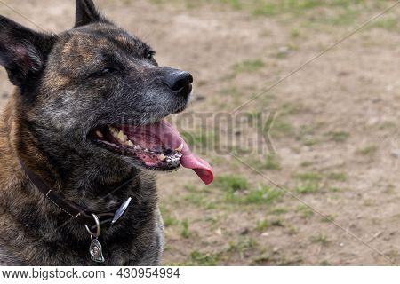 Large Older Brindle Shephered Dog Out In The Yard
