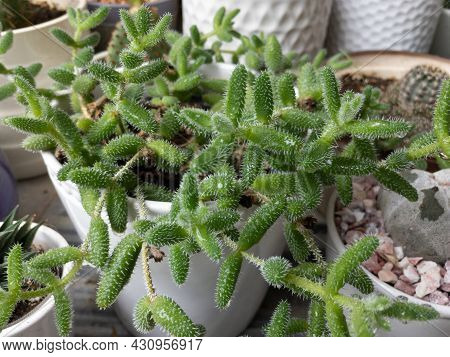 Delosperma Echinatum Pickle Succulent Plant Closeup View