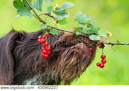 The Dog Eats Red Currant Berries Directly From The Branch. She Grabs The Berries With Her Mouth. Clo