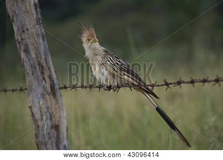 Guirakuckuck