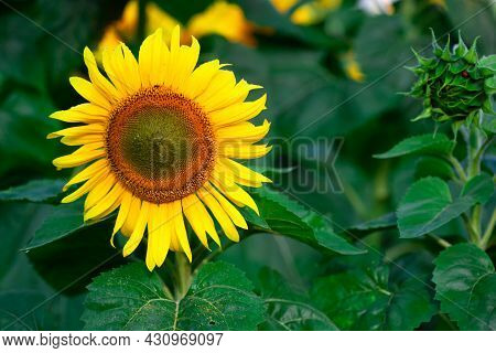 Sunflower On Summer Background.selective Focus.sunflowers Field Background.close Up Of Sunflower Tex