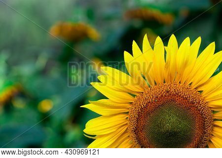 Sunflower On Summer Background.selective Focus.sunflowers Field Background.close Up Of Sunflower Tex
