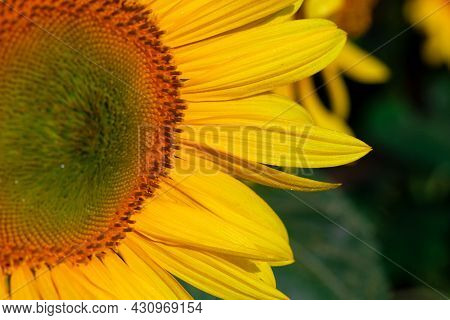 Sunflower On Summer Background.selective Focus.sunflowers Field Background.close Up Of Sunflower Tex