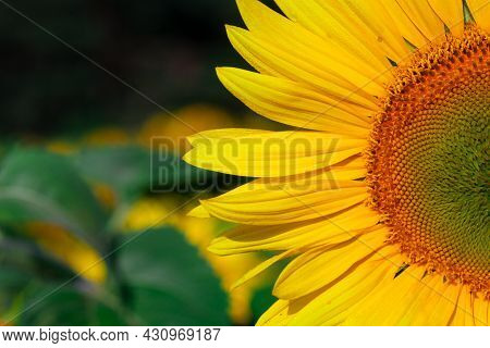 Sunflower On Summer Background.selective Focus.sunflowers Field Background.close Up Of Sunflower Tex