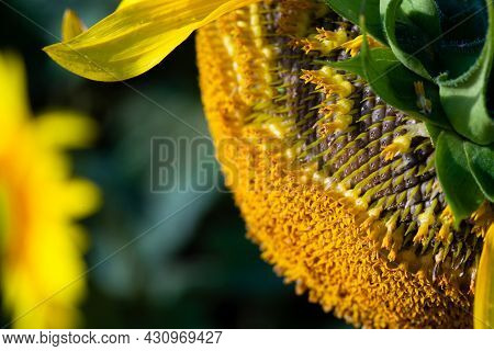 Seeds In Wilted Sunflower In The Field In Summer