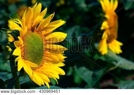 Sunflower On Summer Background.selective Focus.sunflowers Field Background.close Up Of Sunflower Tex