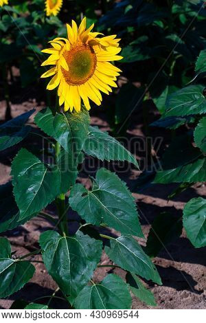Sunflower On Summer Background.selective Focus.sunflowers Field Background.close Up Of Sunflower Tex