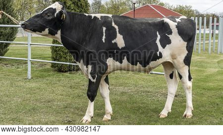 Bull-producer In The Show Rack. Images For The Agricultural Catalog. Production Of Sperm For Insemin