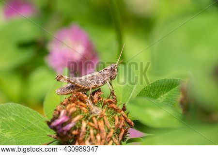 Large Marsh Grasshopper (stethophyma Grossum), A Threatened Insect Species Typical For Wet Meadow An
