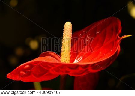 Close Up One Red Tropical Anthurium Flower With Spadix And Spathe, Epiphyte Of Araceae Family Also K
