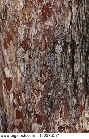 Pine Forest Tree Trunks And Spruce Covered With Snow On A Winter Day. Beautiful Natural Textured For