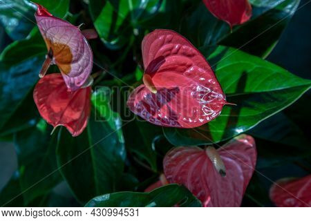 Anthurium Is A Red Heart-shaped Flower (tailflower, Flamingo Flower, Laceleaf) In Garden. Dark Green